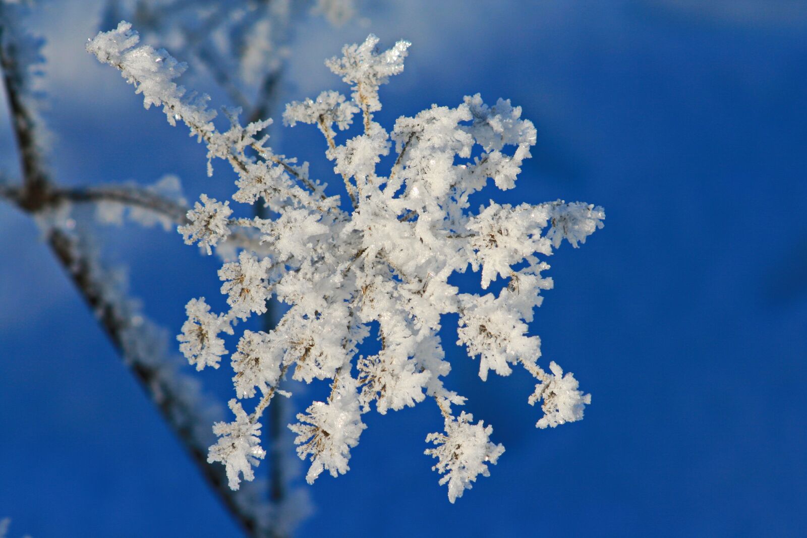 Canon EOS 400D (EOS Digital Rebel XTi / EOS Kiss Digital X) sample photo. Blue sky, hoarfrost, blue photography