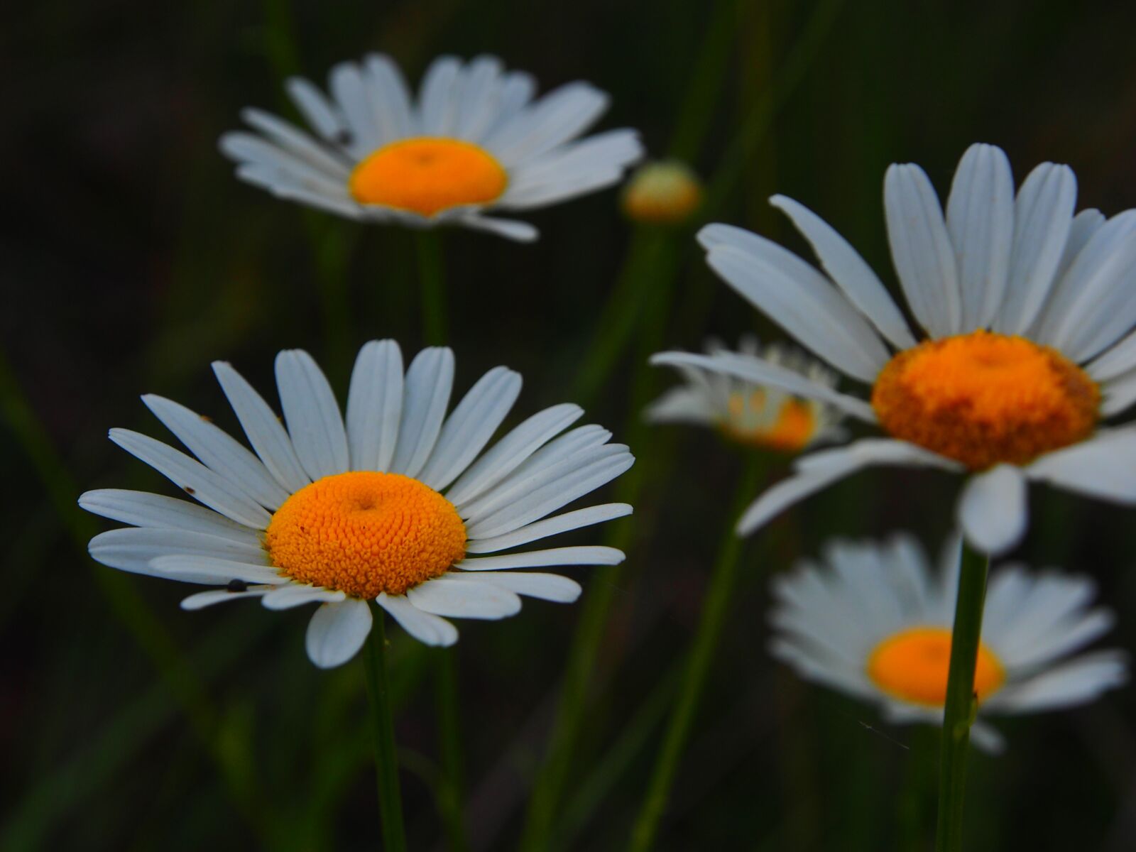 Olympus OM-D E-M5 sample photo. Flower, nature, floral photography