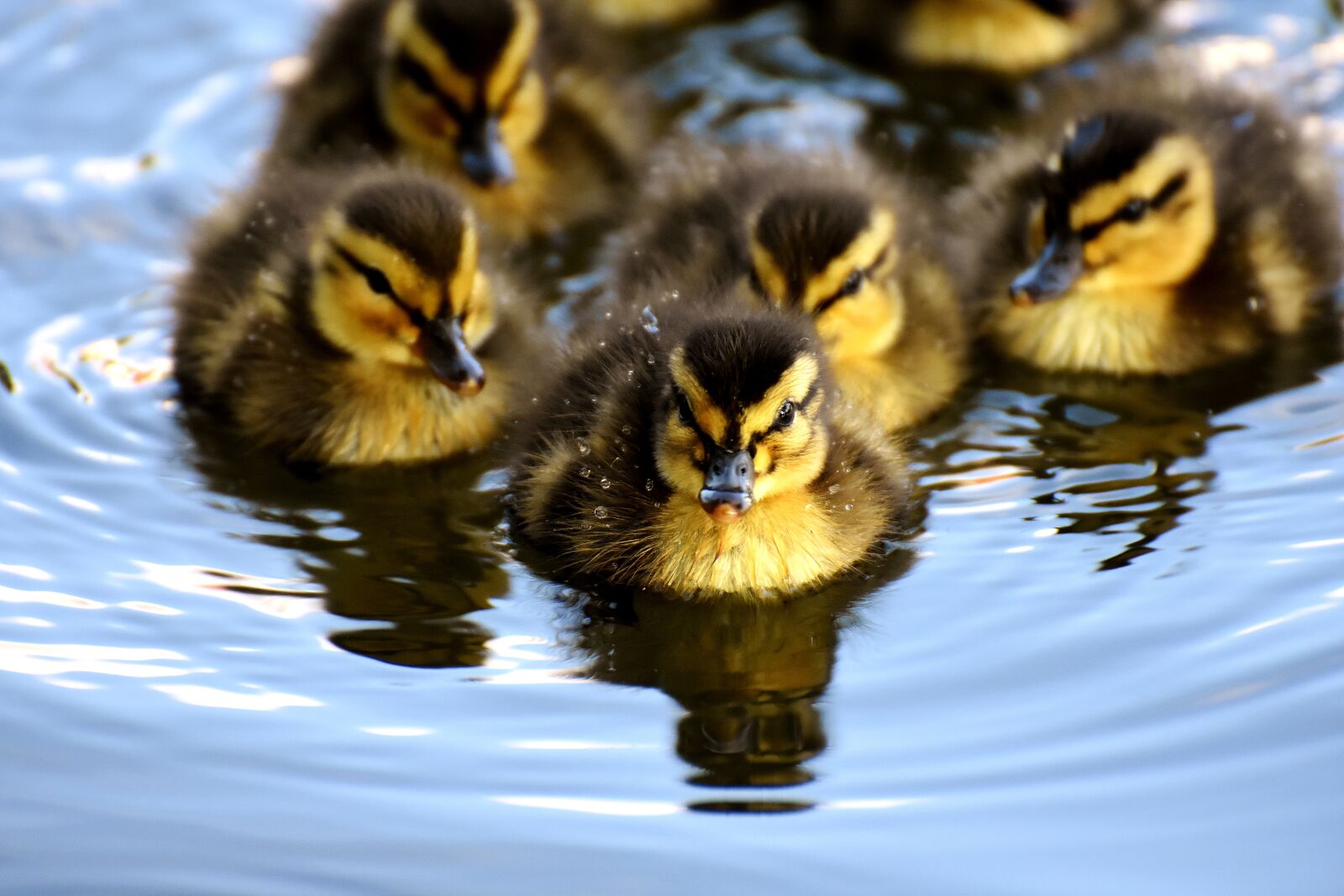 Nikon D7200 sample photo. Mallard, chicks, baby photography