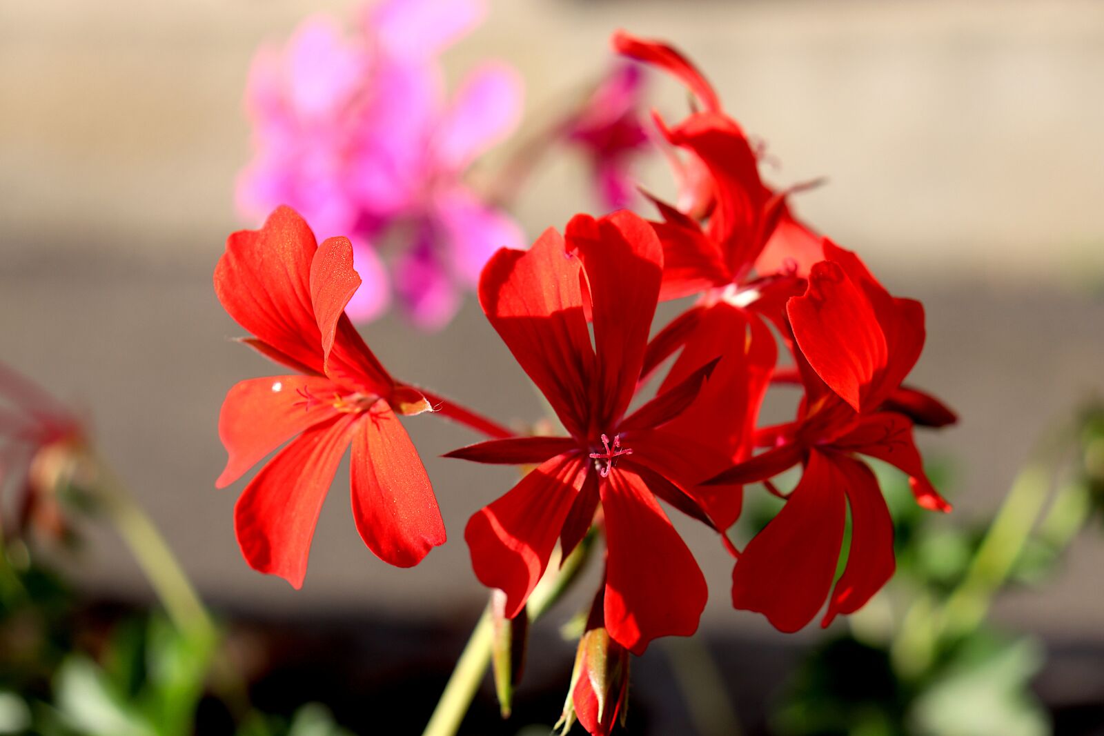 Canon EOS 800D (EOS Rebel T7i / EOS Kiss X9i) sample photo. Geranium, flowers, annual plants photography