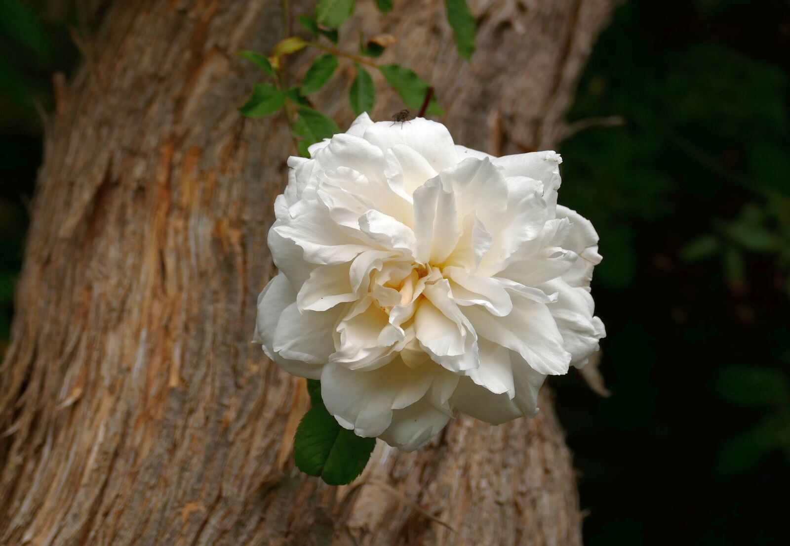 Panasonic Lumix DMC-FZ1000 sample photo. Flower, garden, nature photography
