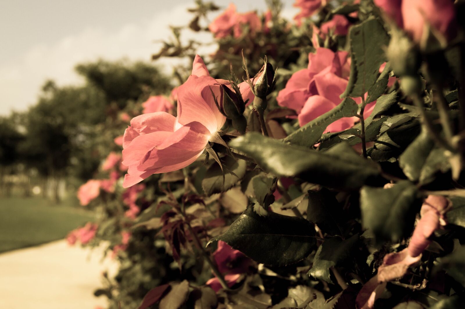 Nikon D3200 sample photo. Rose, flower, garden photography