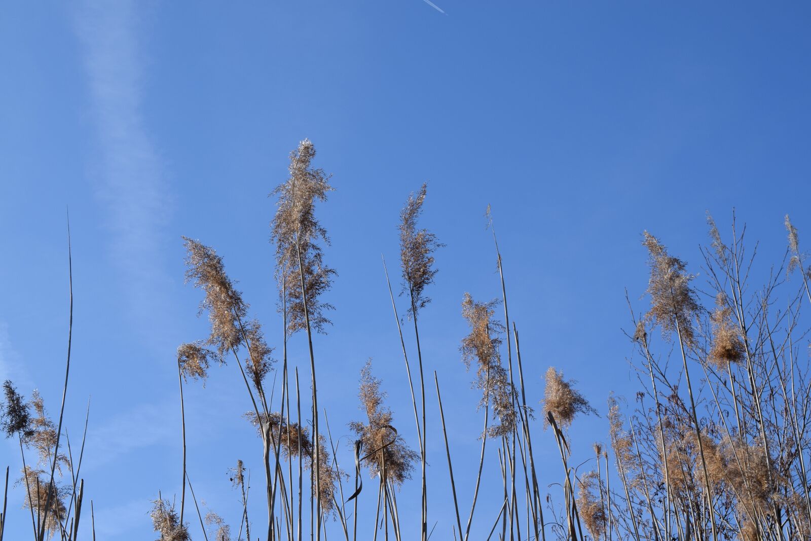 Nikon D5300 sample photo. Stake tube, giant reed photography