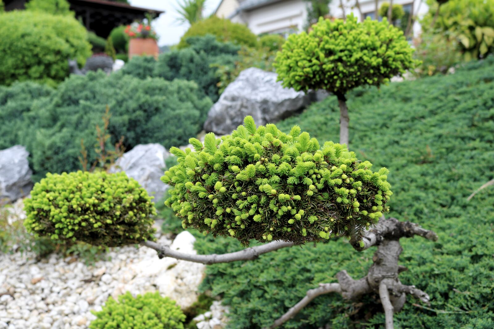Canon EOS 750D (EOS Rebel T6i / EOS Kiss X8i) sample photo. Garden, fir tree, fir photography