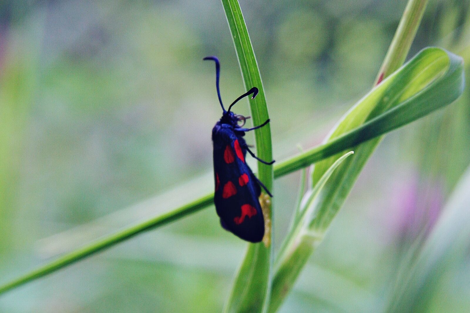 Canon EOS 20D sample photo. Six stain burnet, black photography