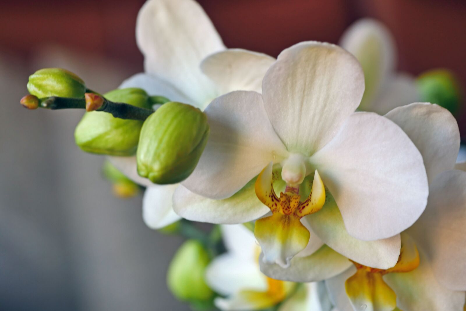 Panasonic Lumix DMC-GX8 sample photo. Orchid, flowers, bud photography