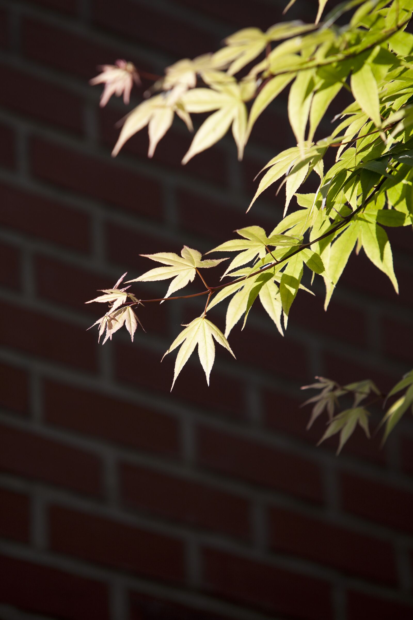 Canon EOS 5D sample photo. Nature, wood, backlight photography