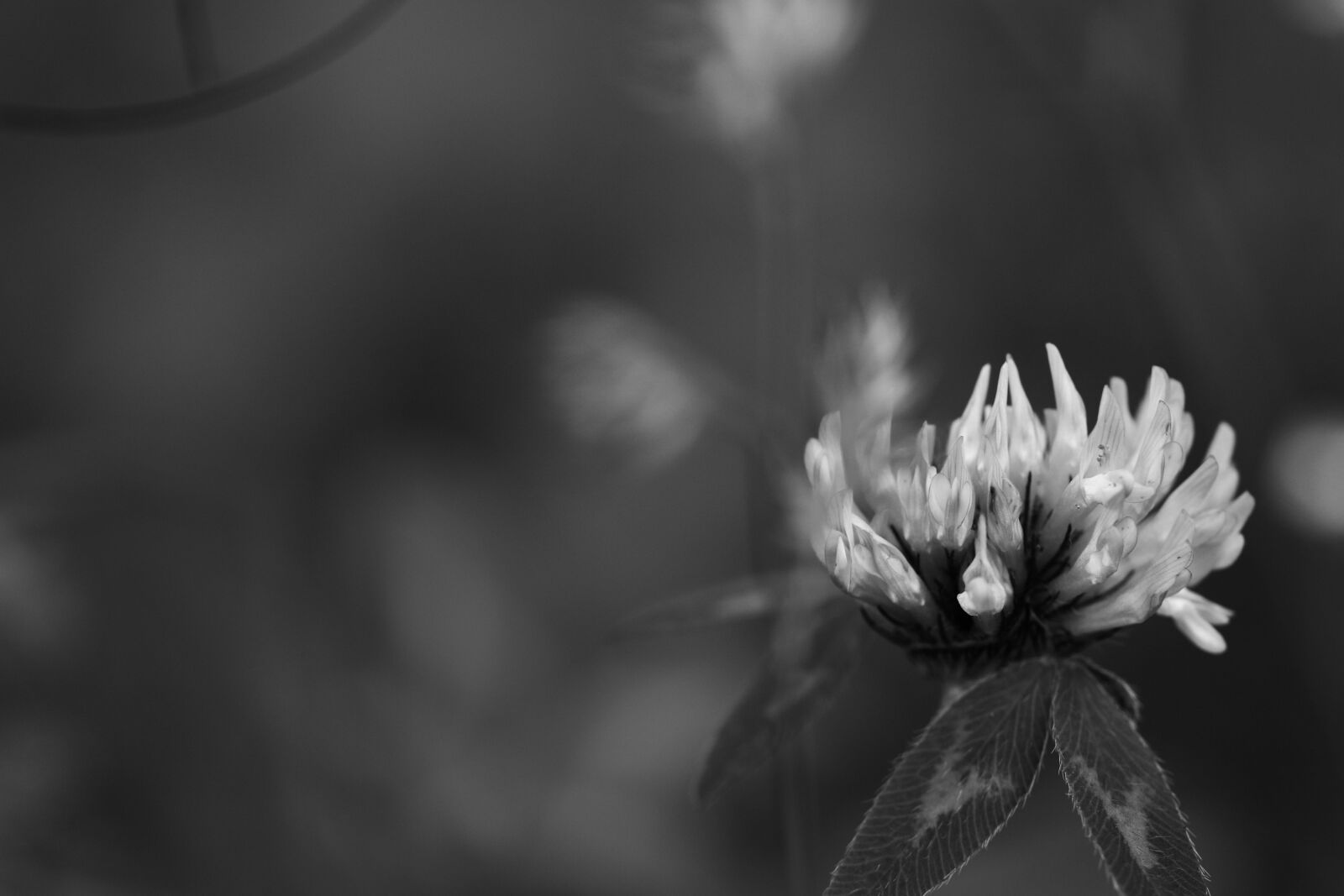 Canon EOS 7D Mark II sample photo. Wild flowers, summer flower photography