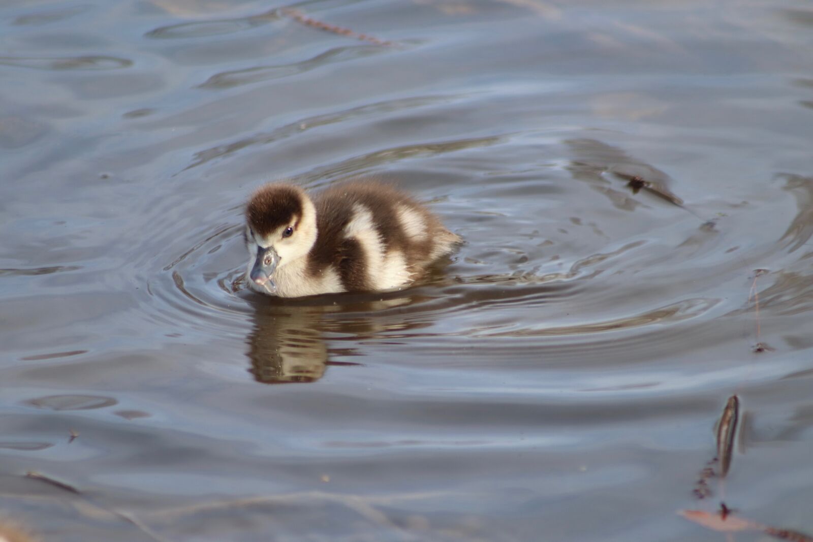 Canon EOS 800D (EOS Rebel T7i / EOS Kiss X9i) sample photo. Chicks, goslings, nilgans photography
