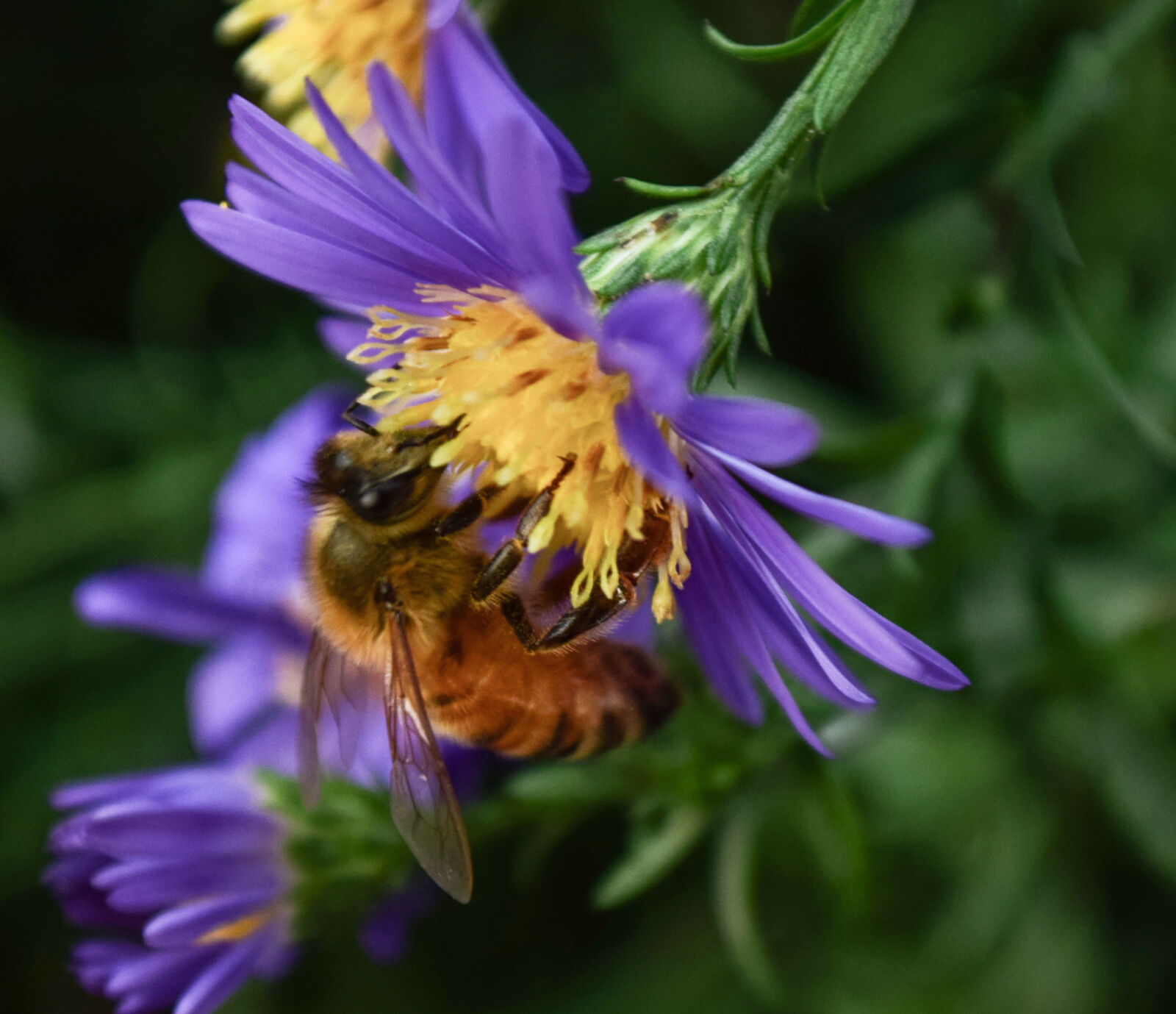 Nikon D5300 sample photo