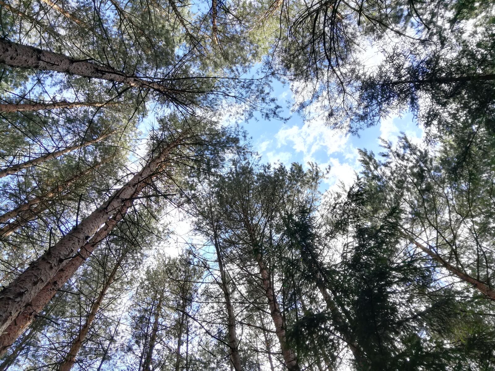 HUAWEI honor 6x sample photo. Trees, sky, summer photography