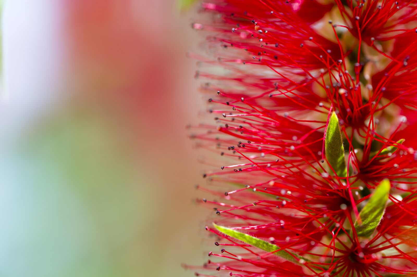 Nikon D4S sample photo. African flower, macro photography photography