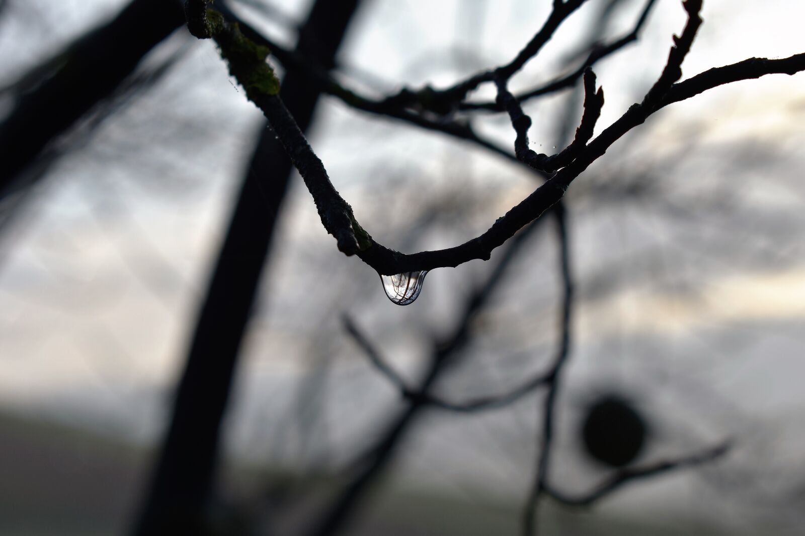 Nikon D5500 sample photo. Drop of water, dew photography