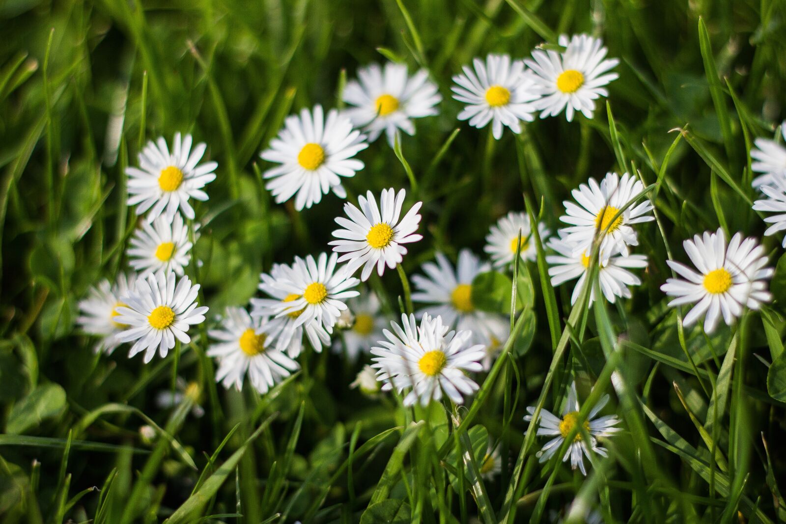 Canon EOS 550D (EOS Rebel T2i / EOS Kiss X4) sample photo. Chamomile flowers, flower, yellow photography