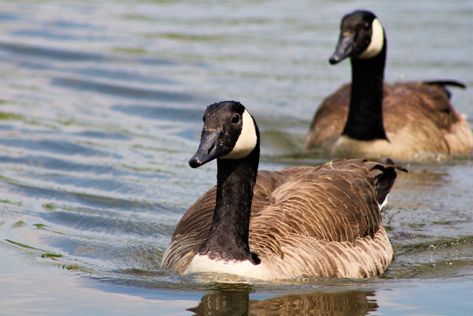 Canon EF75-300mm f/4-5.6 sample photo. Goose, bird, nature photography