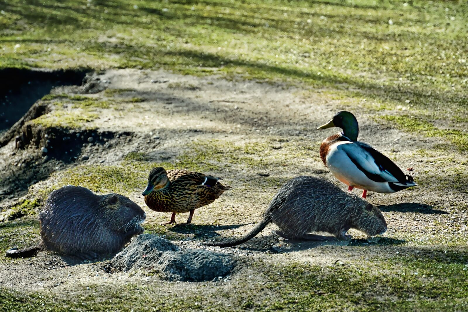 Sony E 18-135mm F3.5-5.6 OSS sample photo. Nature, nutrias, mallards photography