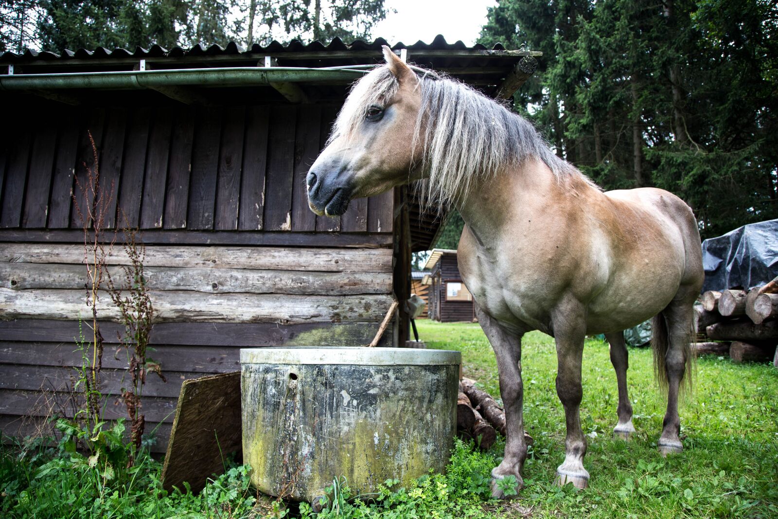 Canon EOS 6D + Canon EF 24-105mm F4L IS USM sample photo. Horse, animal, farm photography