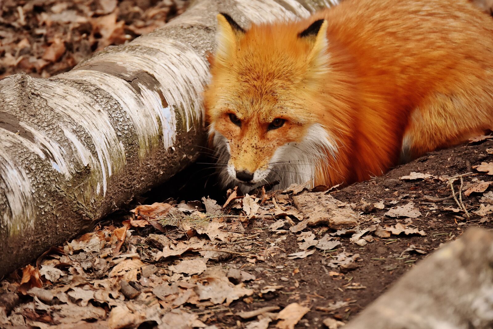 Nikon D7200 sample photo. Fuchs, dig a hole photography