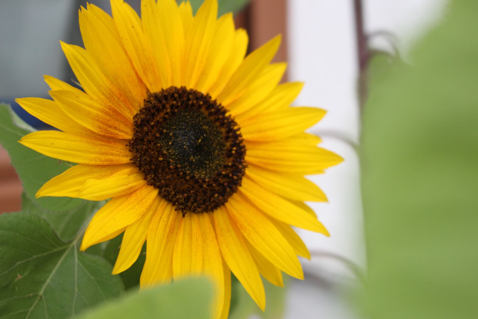 Canon EOS 700D (EOS Rebel T5i / EOS Kiss X7i) sample photo. Sunflower, summer, yellow photography