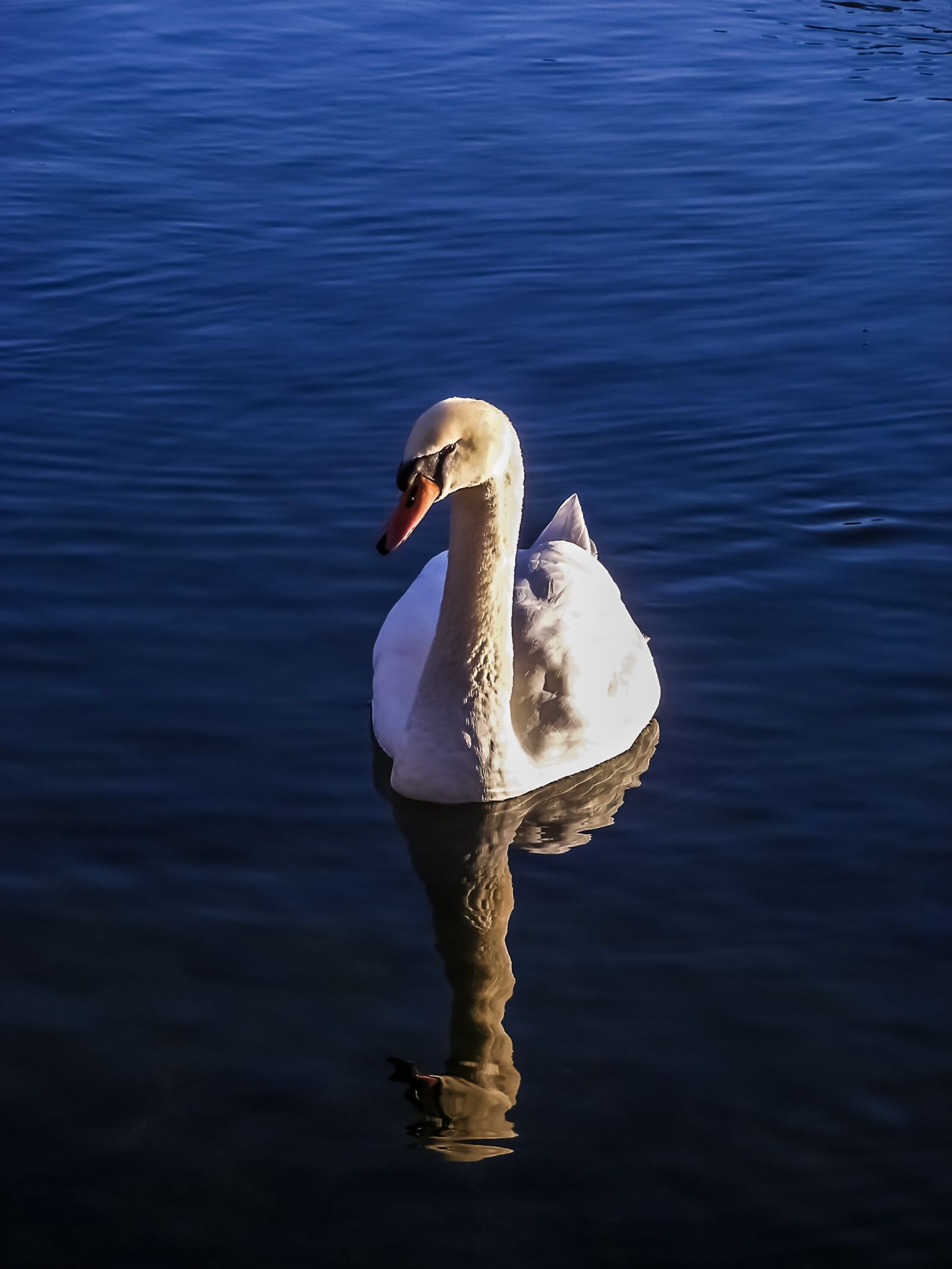 Fujifilm FinePix S5800 S800 sample photo. Swan, lake, water photography