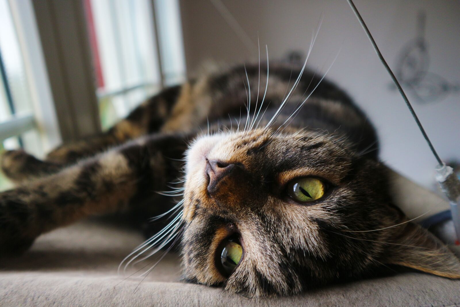 Canon EF-M 15-45mm F3.5-6.3 IS STM sample photo. Cat, kitten, pet photography