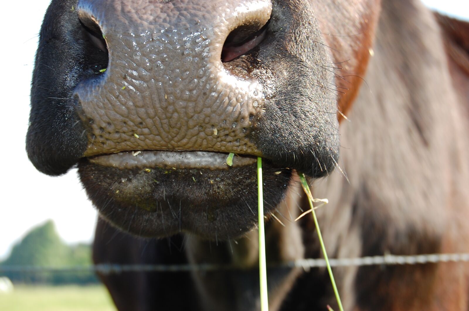 Nikon D40 sample photo. Cow, pasture, ruminant photography