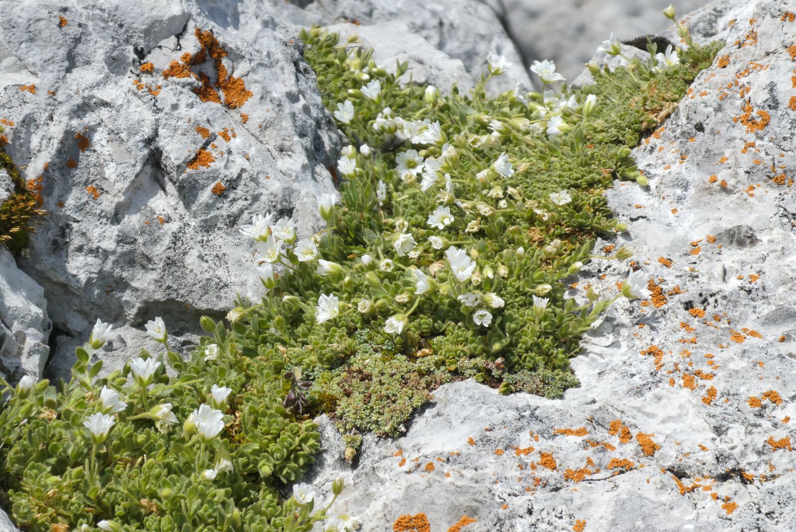 Panasonic Lumix DC-ZS70 (Lumix DC-TZ90) sample photo. Alpine flowers, rocks, alpine photography