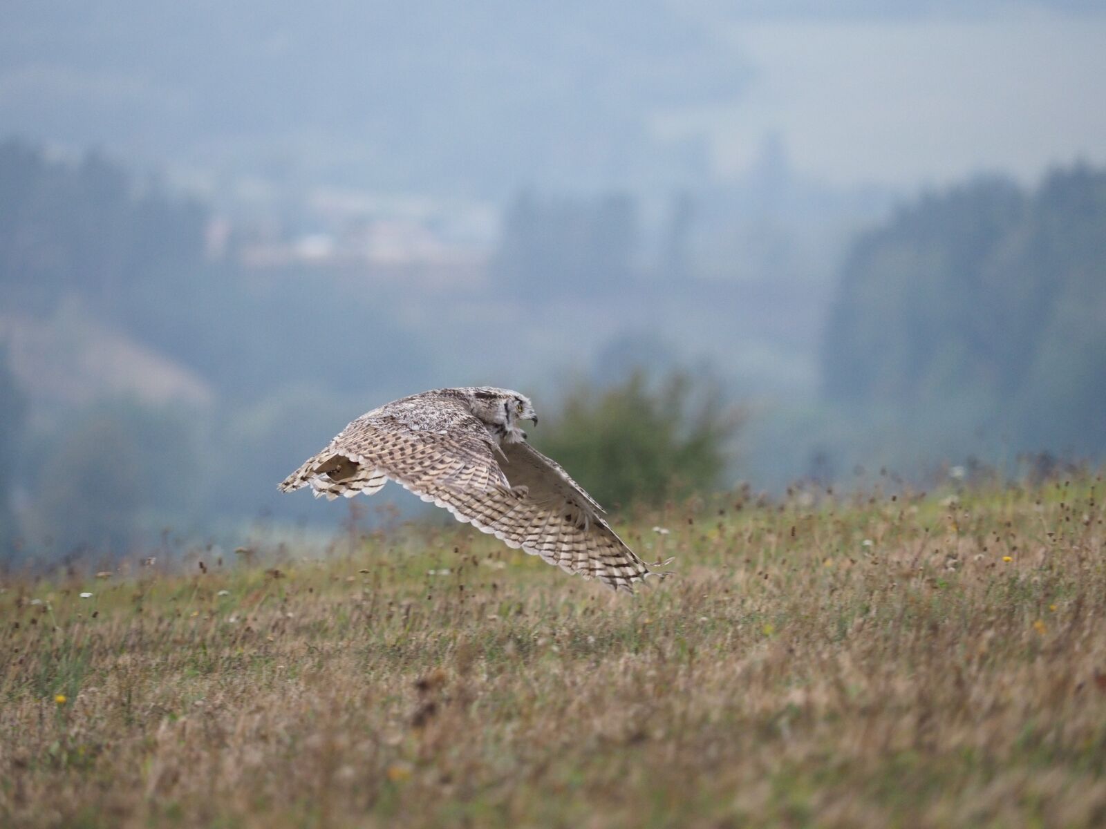 Olympus OM-D E-M1 Mark II + Olympus M.Zuiko Digital ED 40-150mm F2.8 Pro sample photo. Bird, animal, owl photography