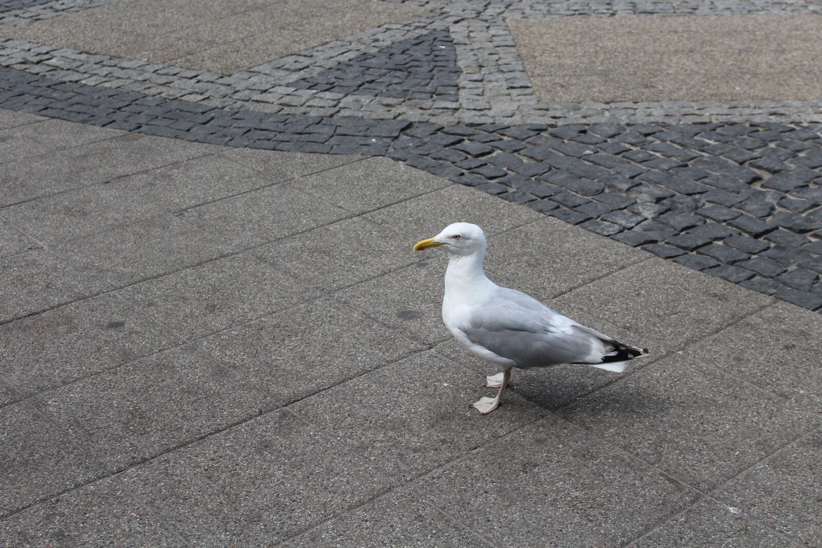 Canon EOS 1200D (EOS Rebel T5 / EOS Kiss X70 / EOS Hi) sample photo. Seagull, bird, sea ​​birds photography