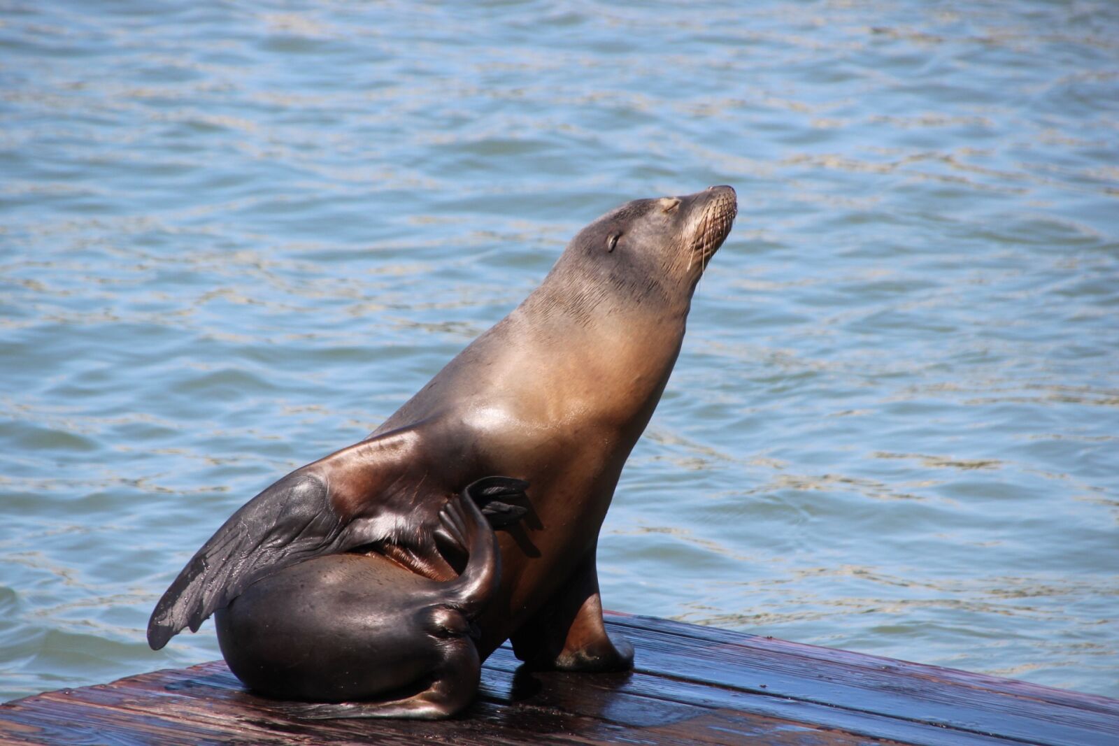 Canon EOS 600D (Rebel EOS T3i / EOS Kiss X5) sample photo. Seal, animal, ocean photography