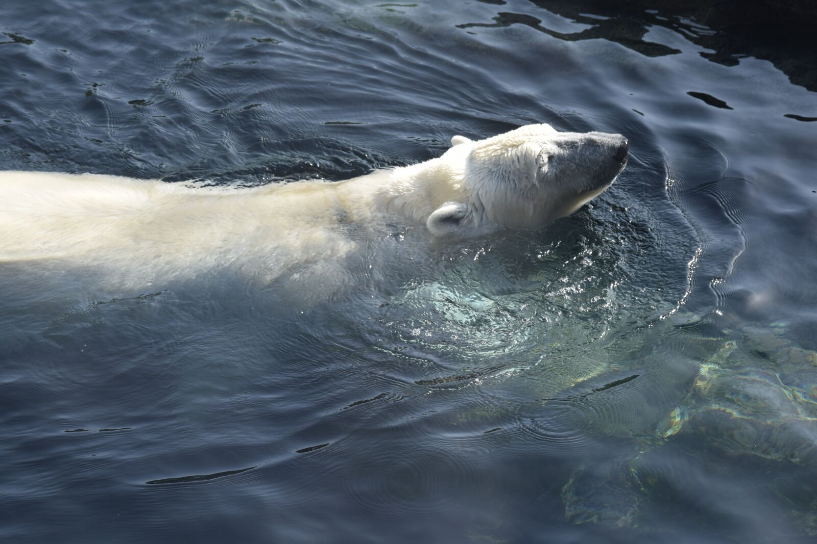 Nikon D3300 sample photo. Polar bear, wien, bear photography