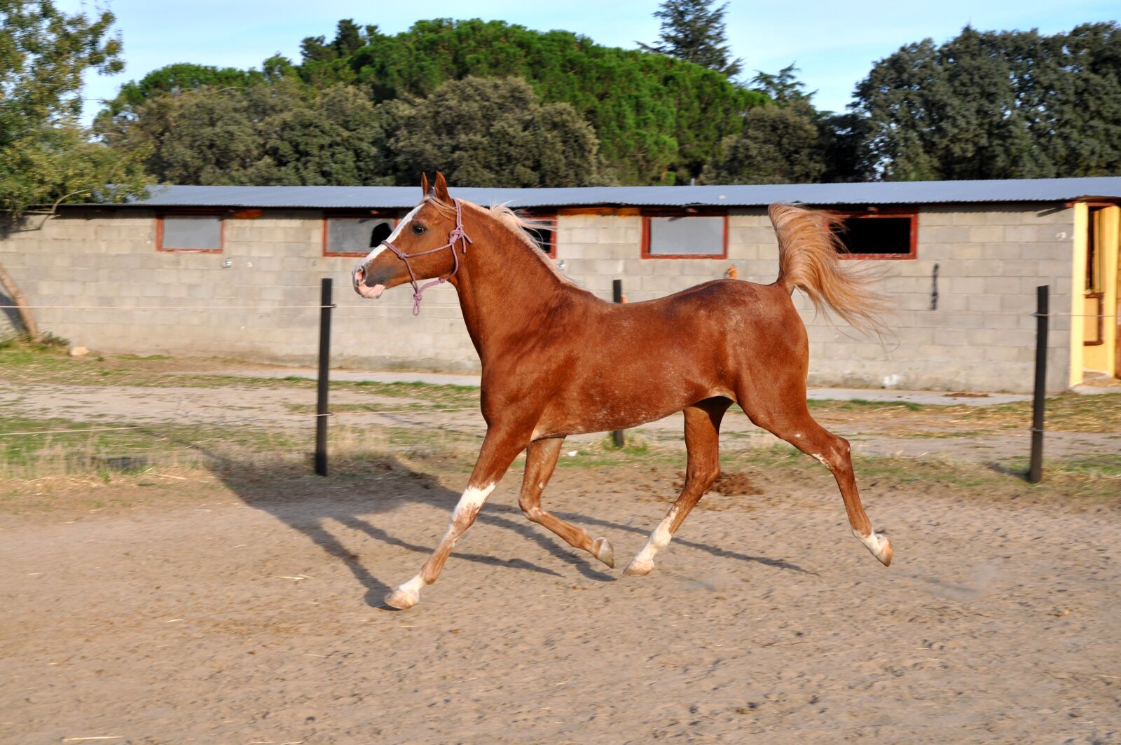 Nikon D90 sample photo. Horse, arabian, stallion photography