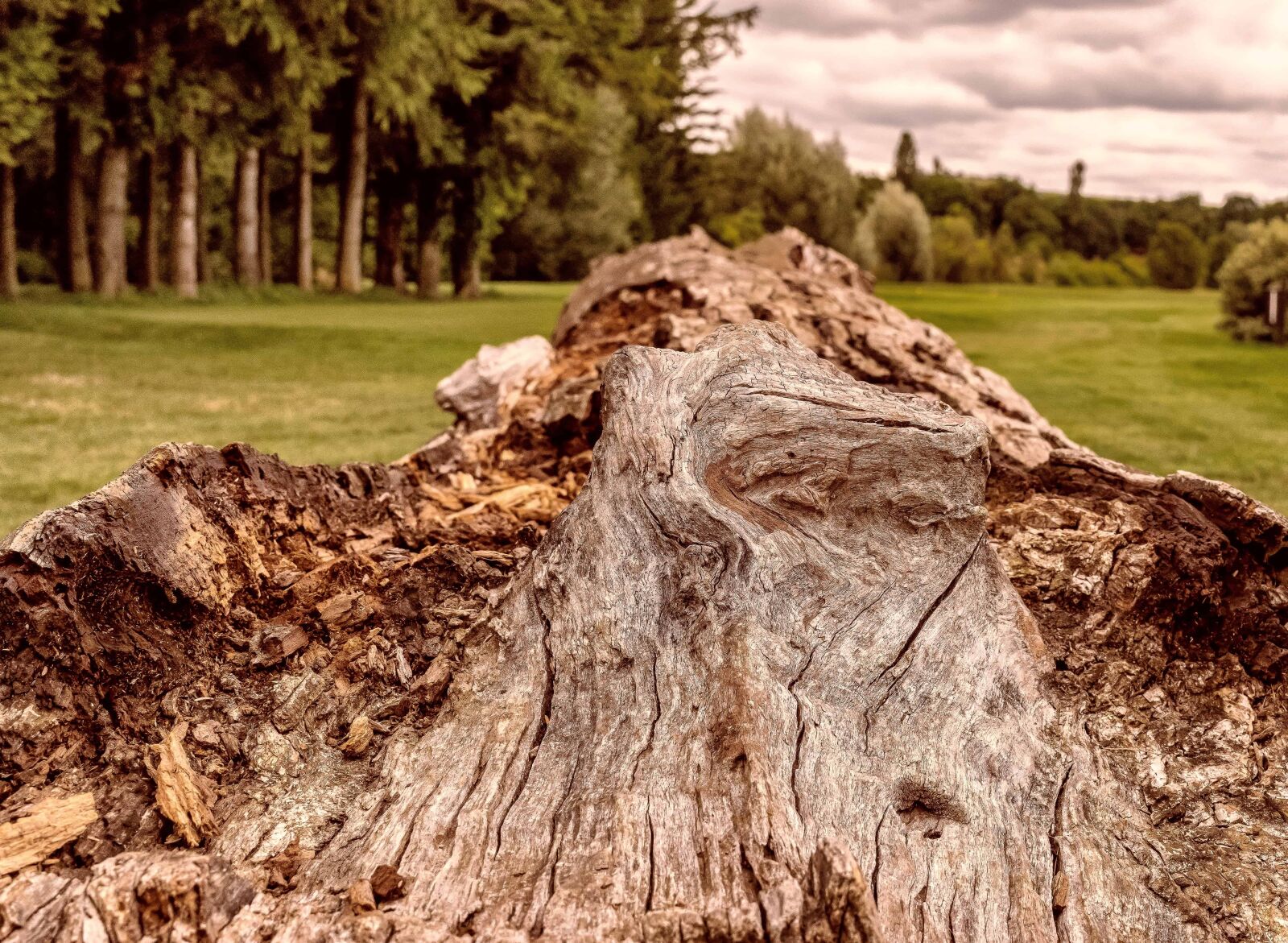Nikon D3300 sample photo. Tree, nature, landscape, outdoor photography