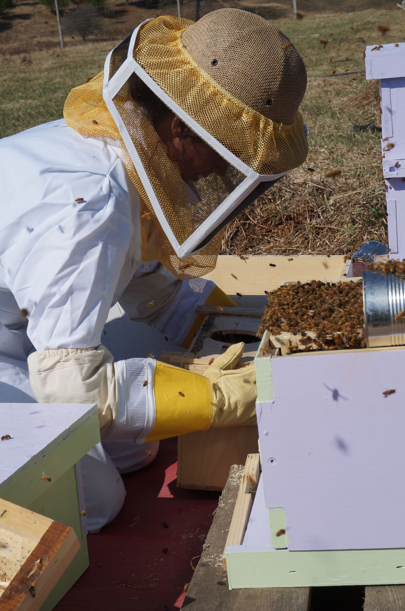 Sony Alpha NEX-3N sample photo. Farming, beekeeping, bees photography