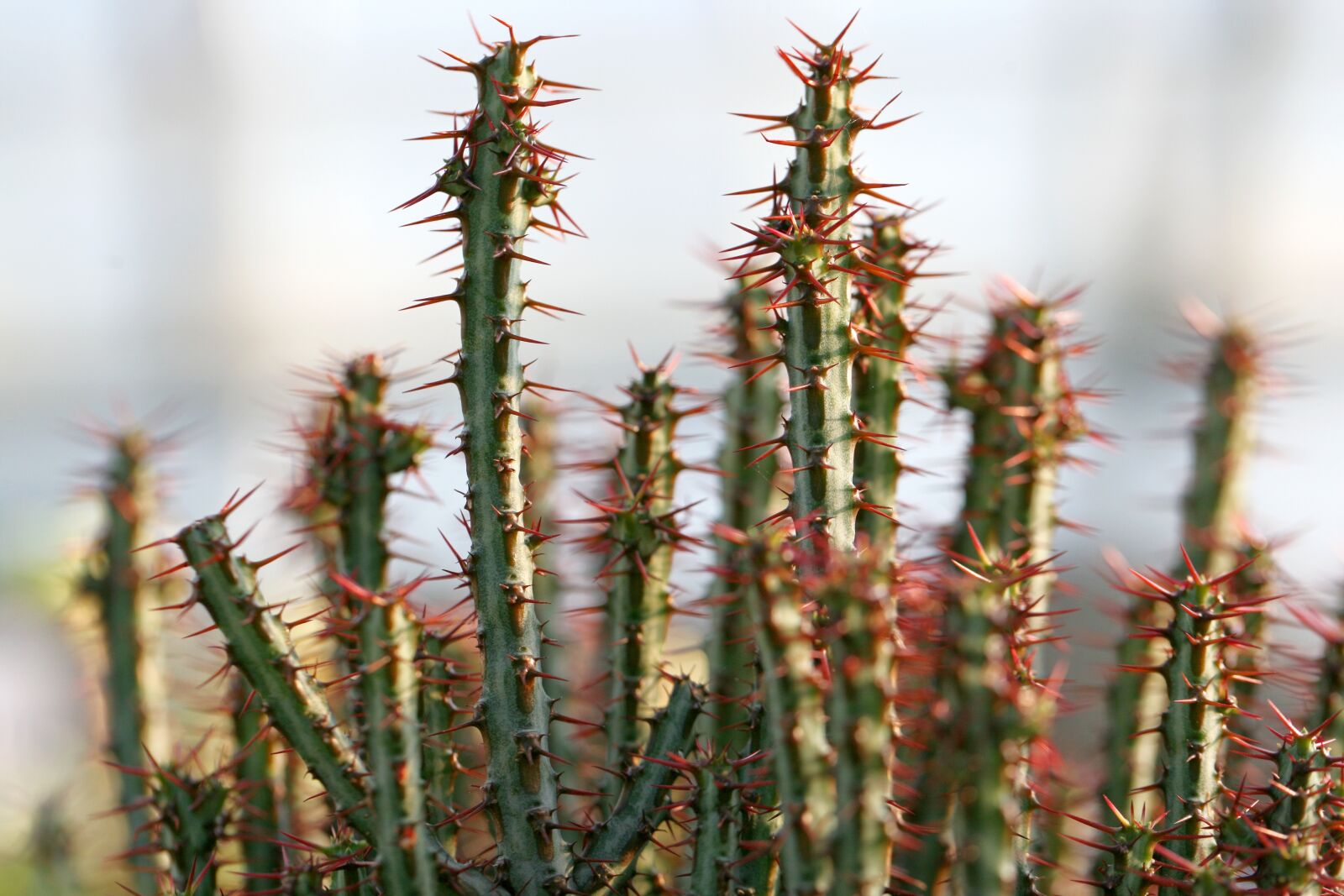 Canon EOS 5D sample photo. A fleshy plant, fleshy photography