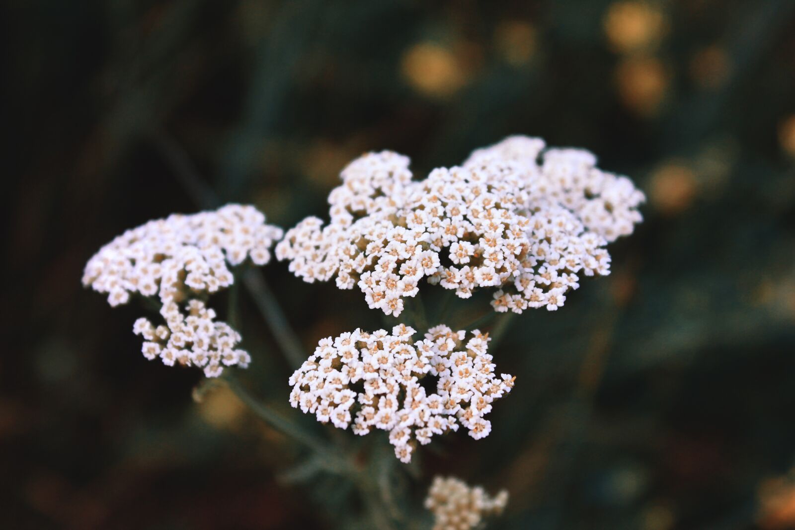 Canon EOS 550D (EOS Rebel T2i / EOS Kiss X4) sample photo. Yarrow, macro, flowers photography