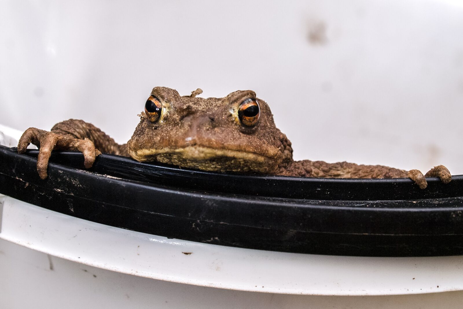 Olympus E-3 sample photo. Common toad, toad, amphibians photography