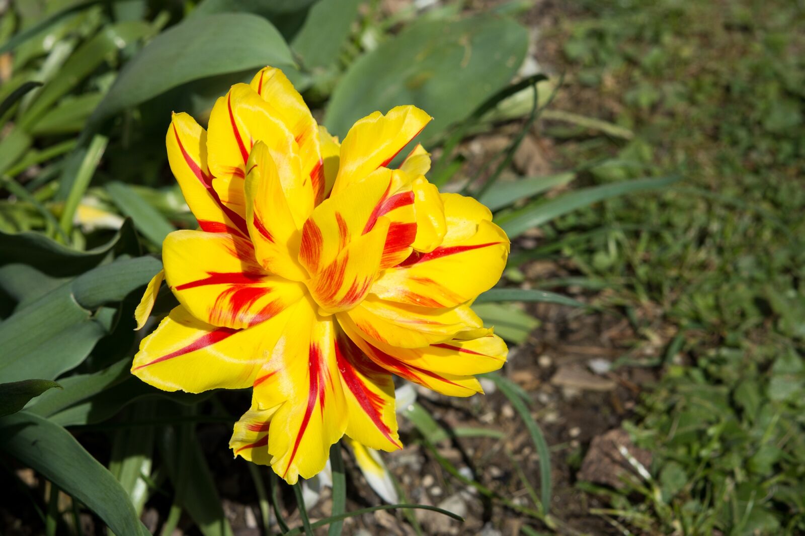 Nikon D7100 sample photo. Tulip, yellow red, yellow photography