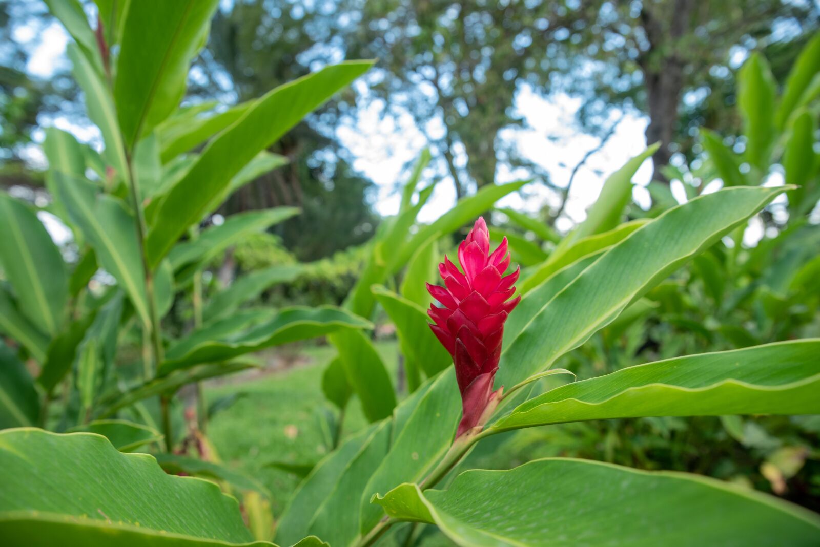 Tamron SP 24-70mm F2.8 Di VC USD sample photo. Red flower, tropical flower photography