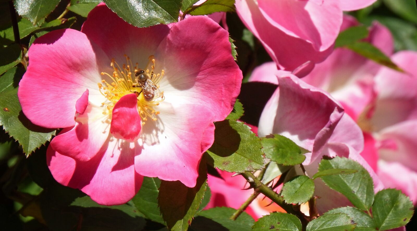 Fujifilm FinePix SL1000 sample photo. Bee, wild, rose photography