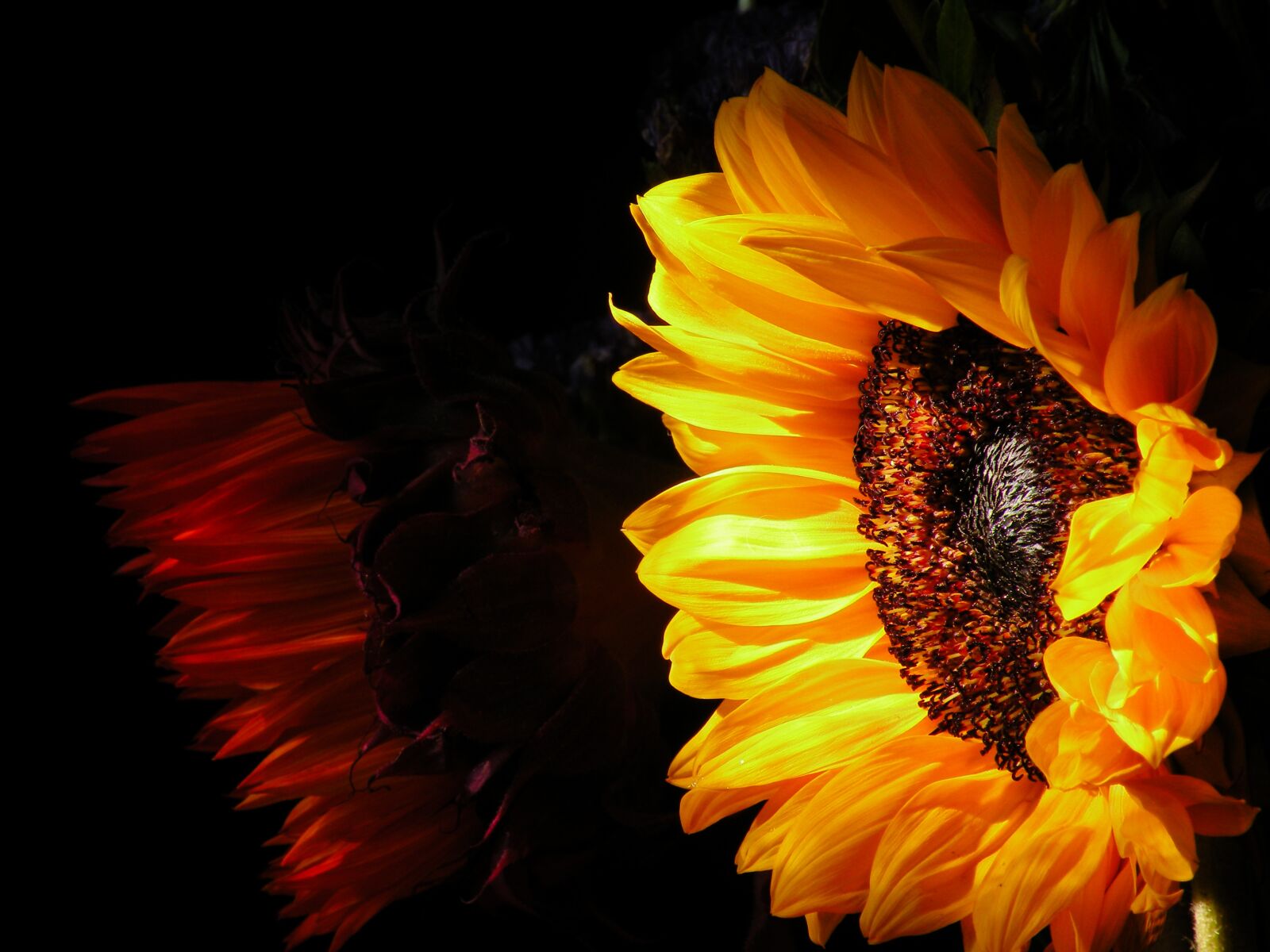 Nikon Coolpix P80 sample photo. Sunflower, nature, flora photography