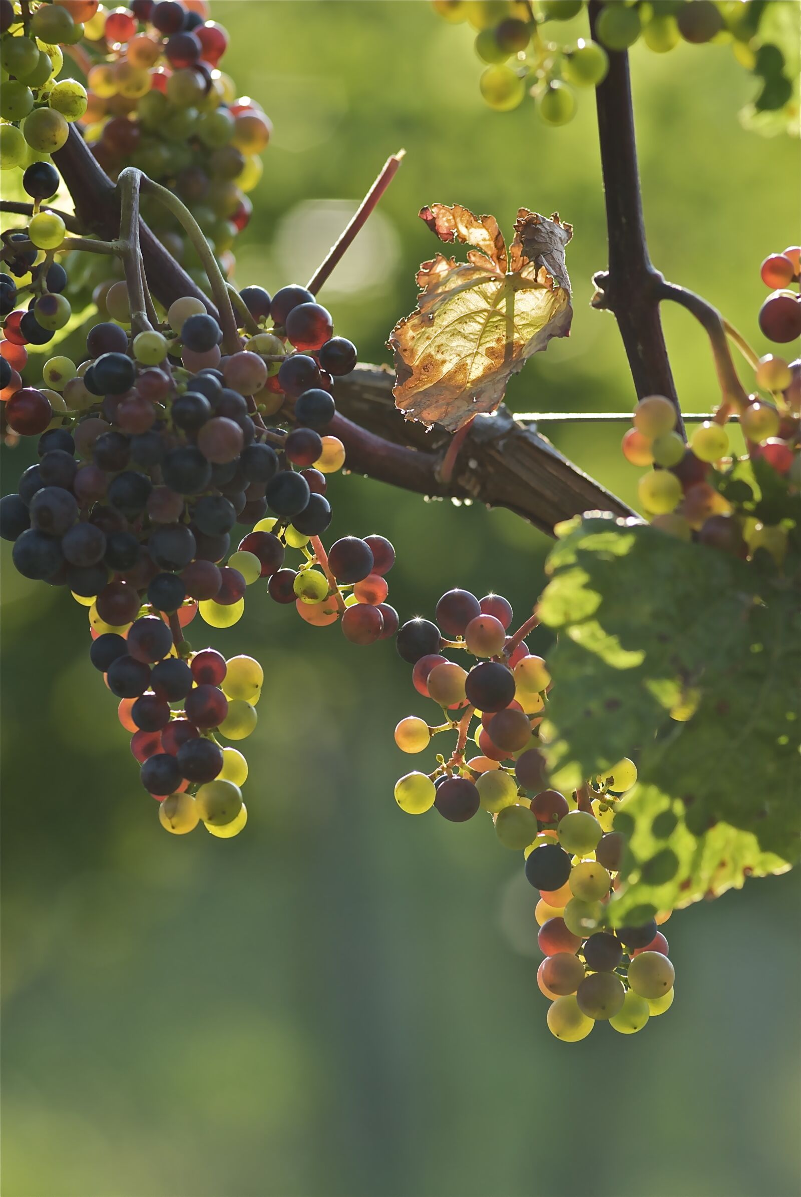 Nikon D200 sample photo. Grapes, young, vineyard photography