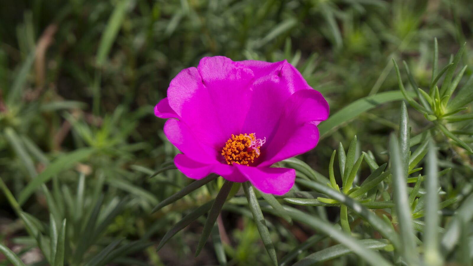 Sony Alpha NEX-F3 + Sony E 18-55mm F3.5-5.6 OSS sample photo. Natural, portulaca, pink photography