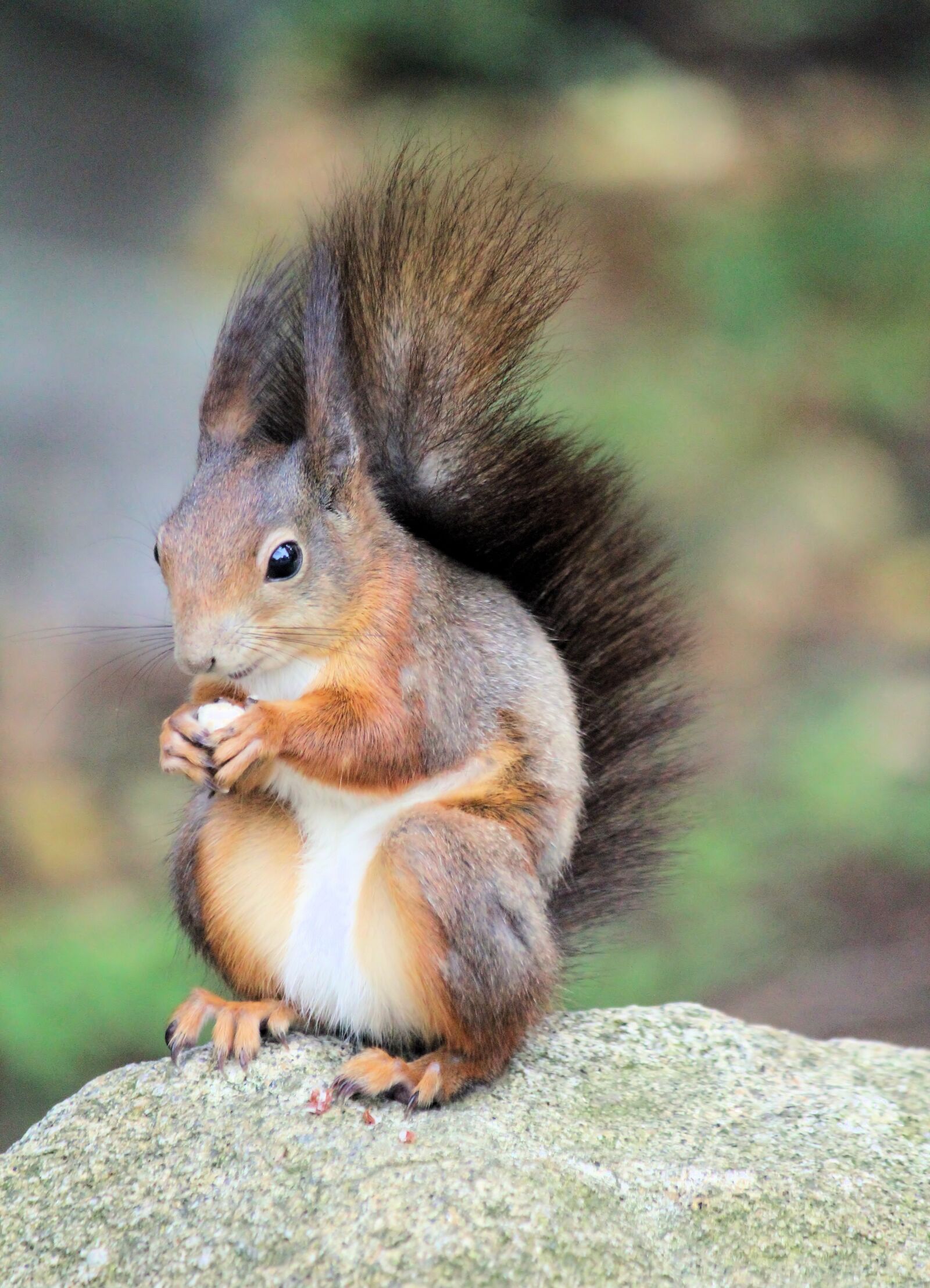 Canon EOS 550D (EOS Rebel T2i / EOS Kiss X4) sample photo. The squirrel, rodent, sitting photography