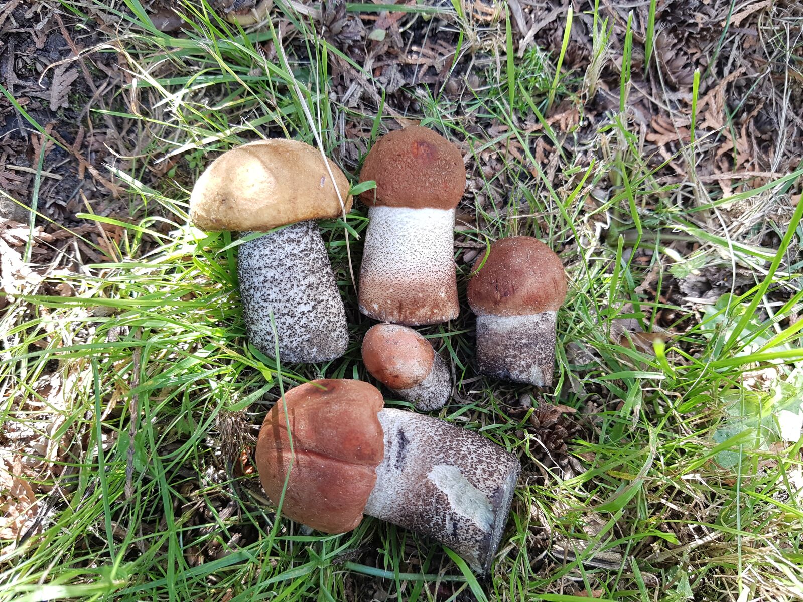 Samsung SM-G930F sample photo. Mushrooms, forest, mushroom photography