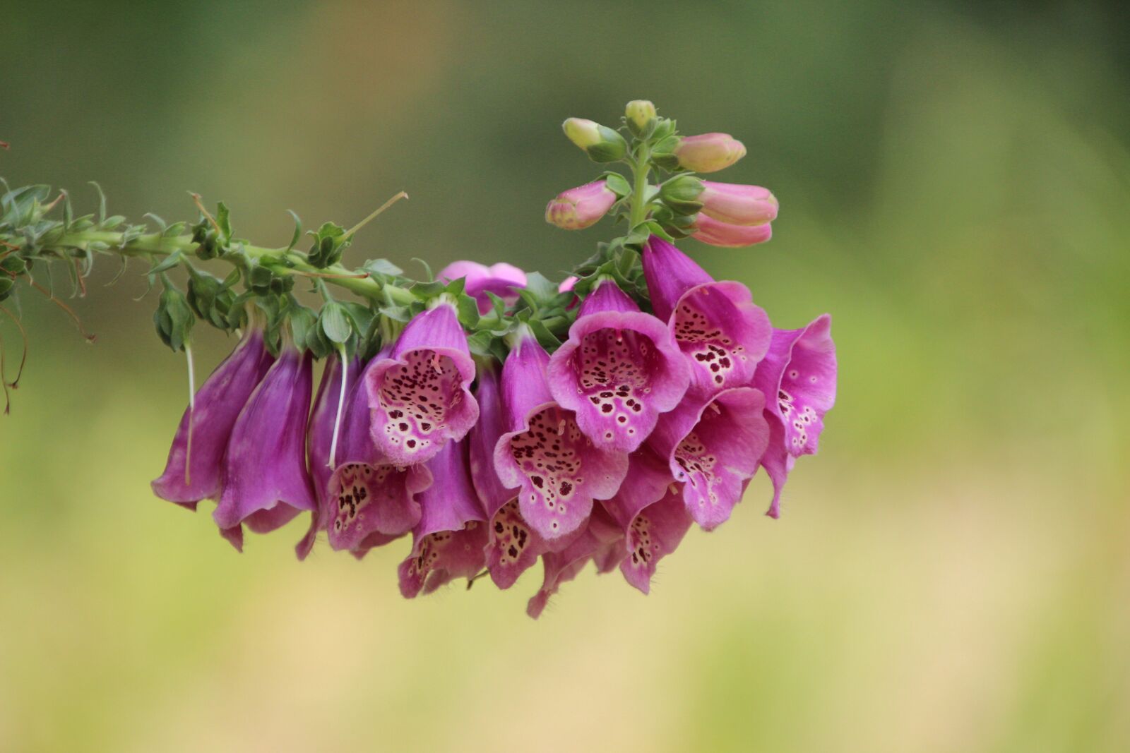 Canon EOS 600D (Rebel EOS T3i / EOS Kiss X5) sample photo. Foxgloves, flowers, plant photography