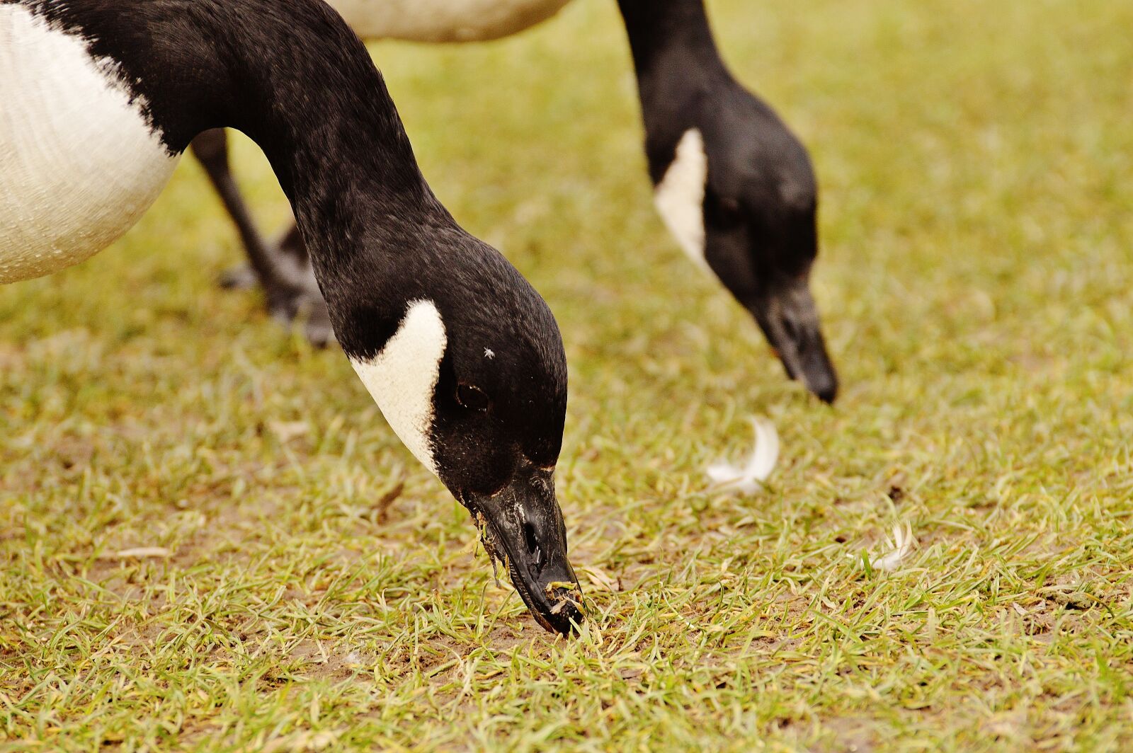 Nikon D3200 sample photo. Goose, poultry, animal photography