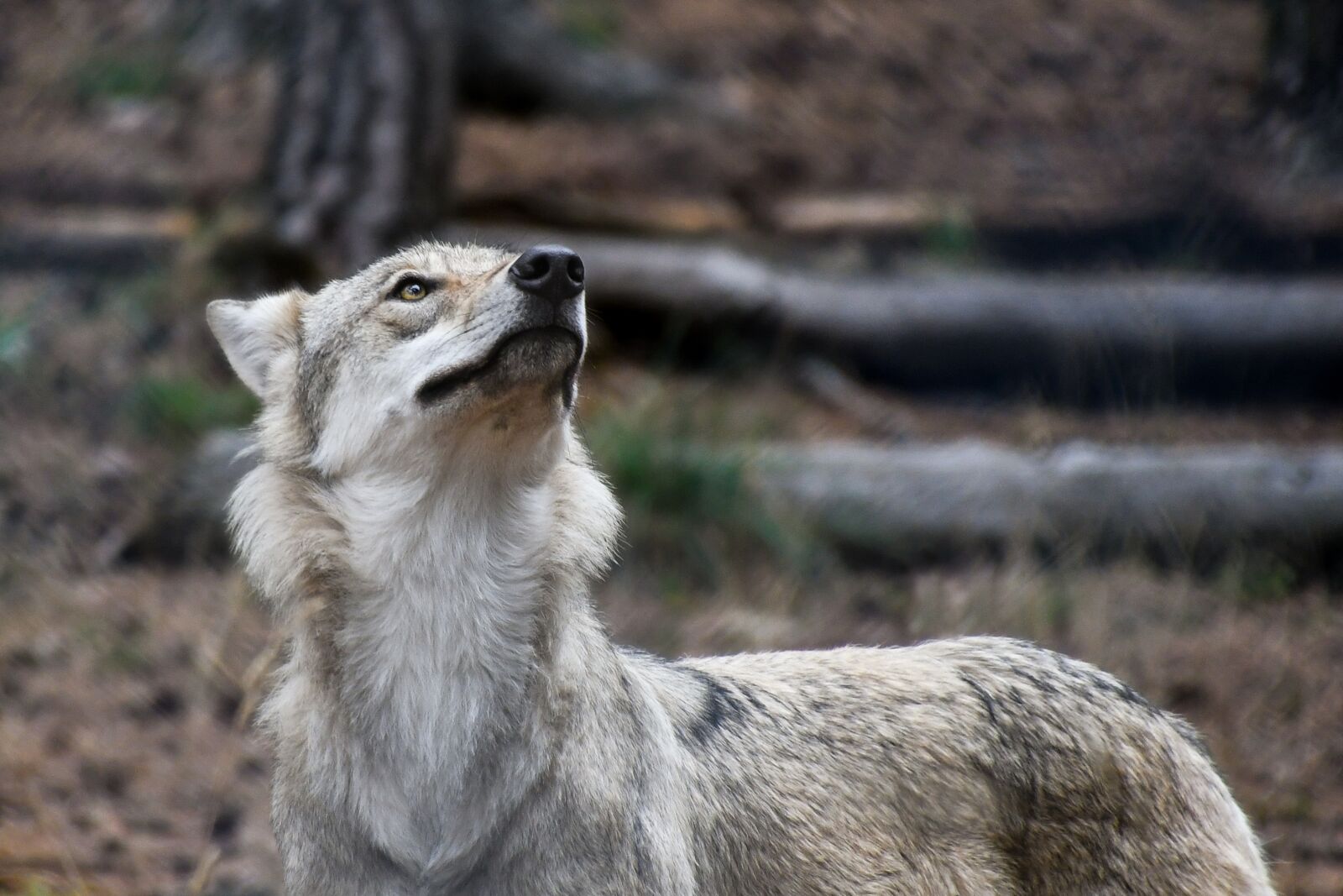 Nikon D500 sample photo. Wolf, predator, wild animal photography