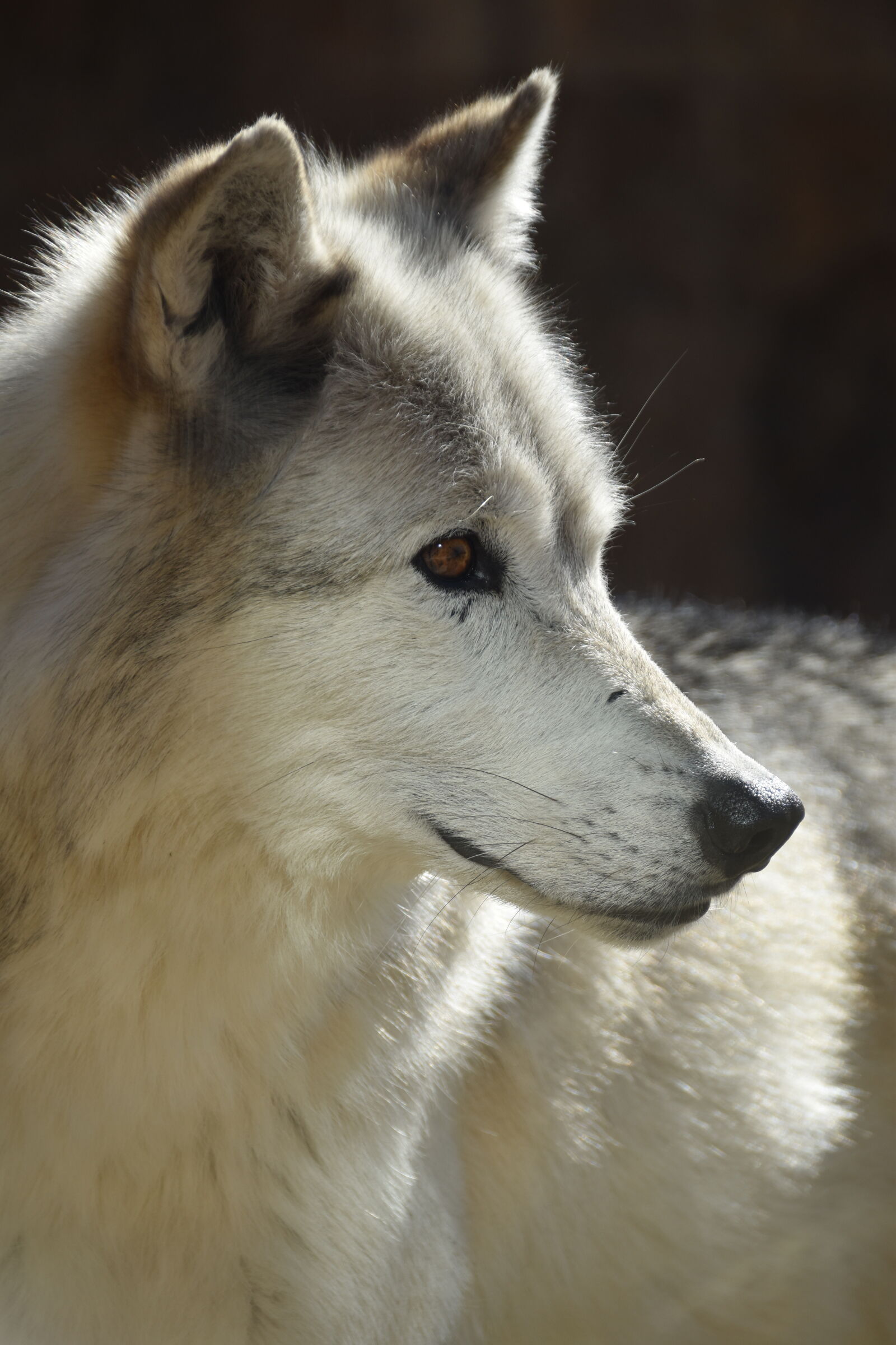 Nikon D5500 sample photo. Gray, wolf, wolf, yellowstone photography