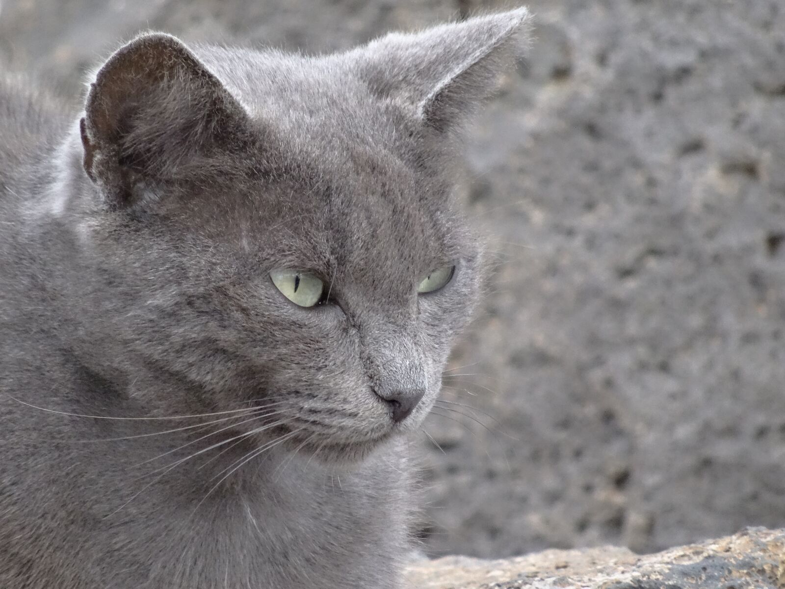 Sony DSC-HX50 sample photo. Cat, persian, look photography
